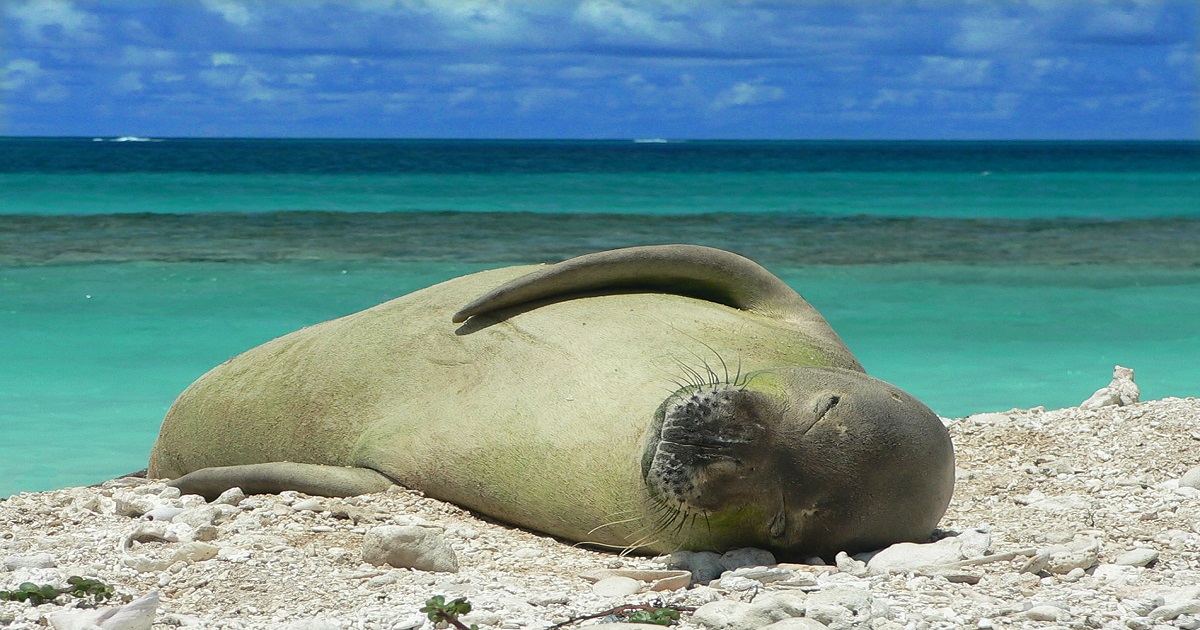 2017 hawaii poipu monk seal